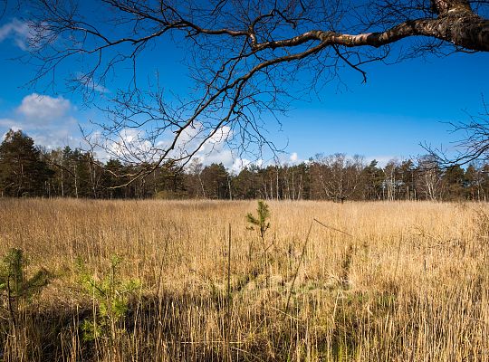 Sielanka Żarnowska k/Łeby