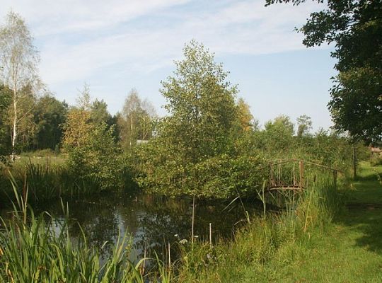 Brzozowy lasek przy Sielance