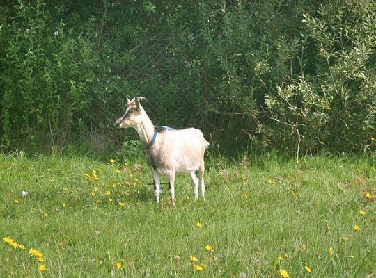 Prawdziwy spokój i wypoczynek Sielanka w Żarnowskiej k/Łeby