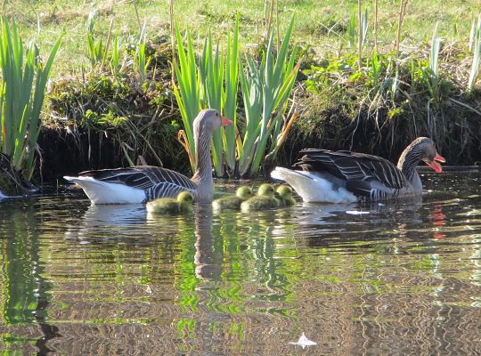Prawdziwy spokój i wypoczynek Sielanka w Żarnowskiej k/Łeby