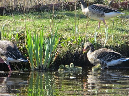 Sielanka - malownicza posiadłość blisko Łeby
